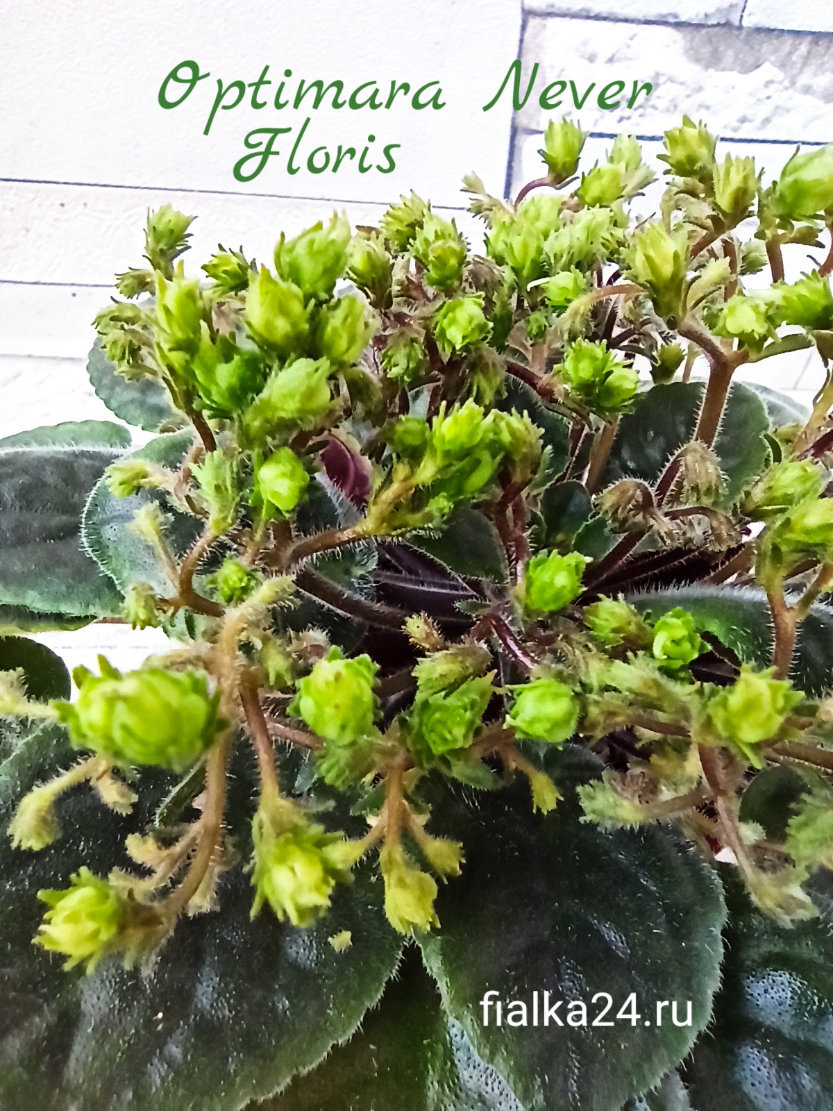 Optimara NeverFloris (Holtkamp)