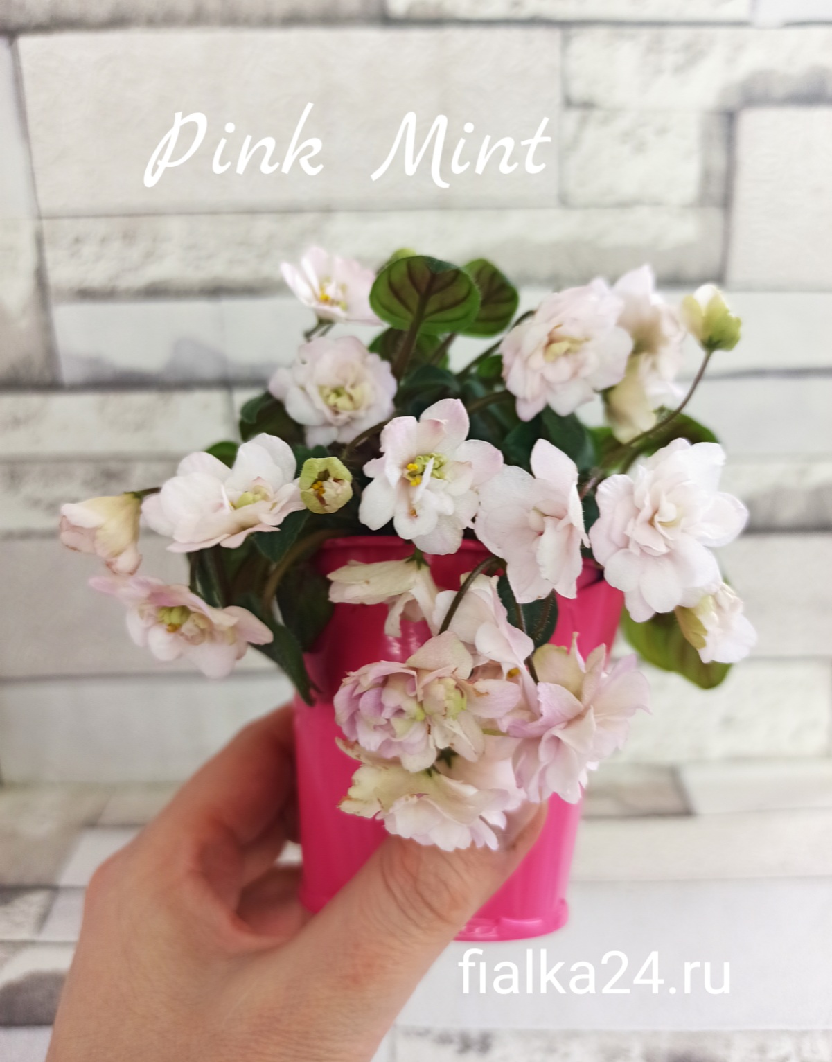 Pink Mint (Sorano)