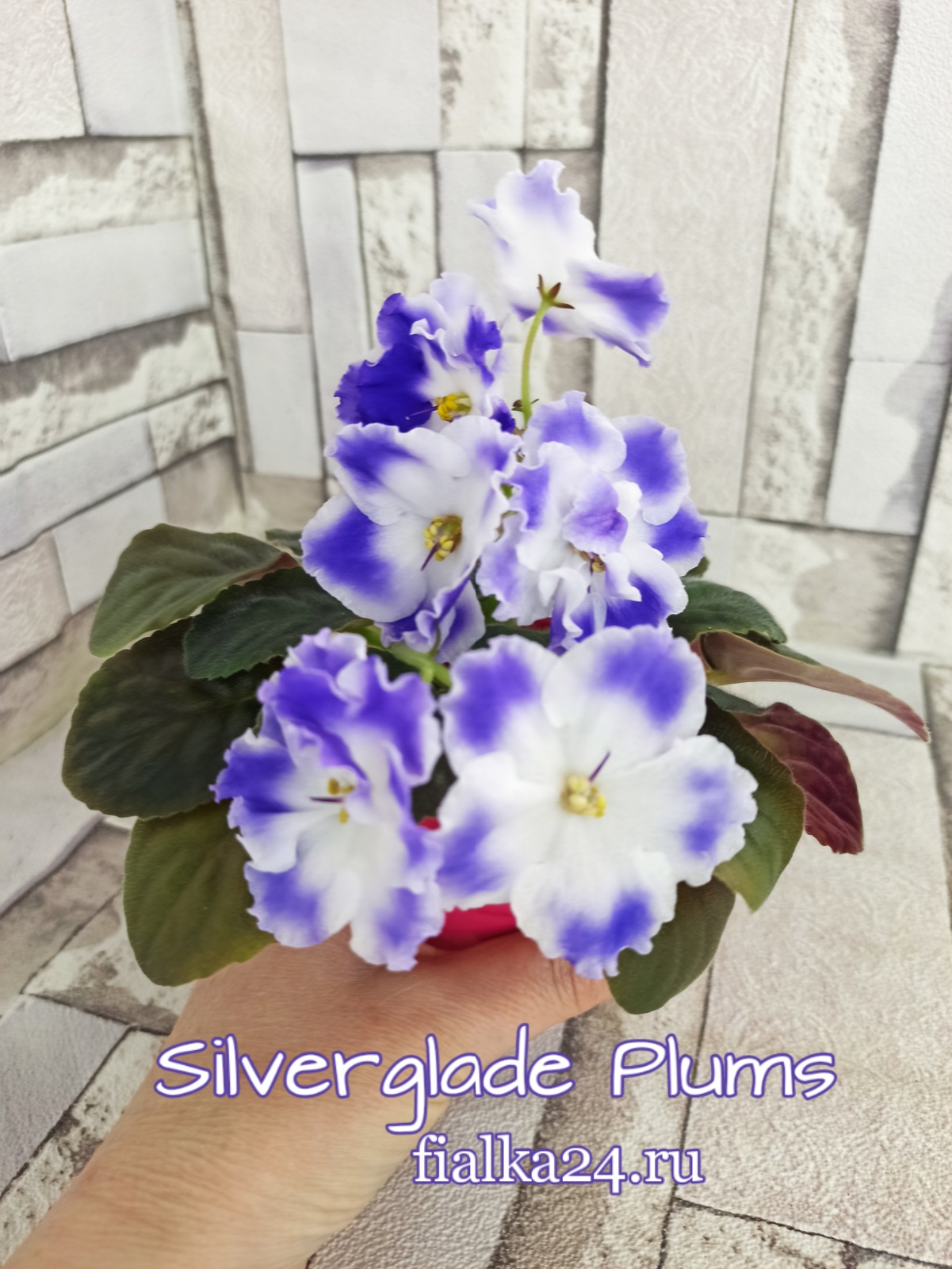 Silverglade Plums (Harrison)