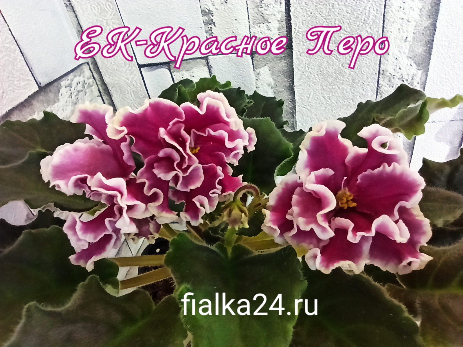 ЕК-Красное Перо