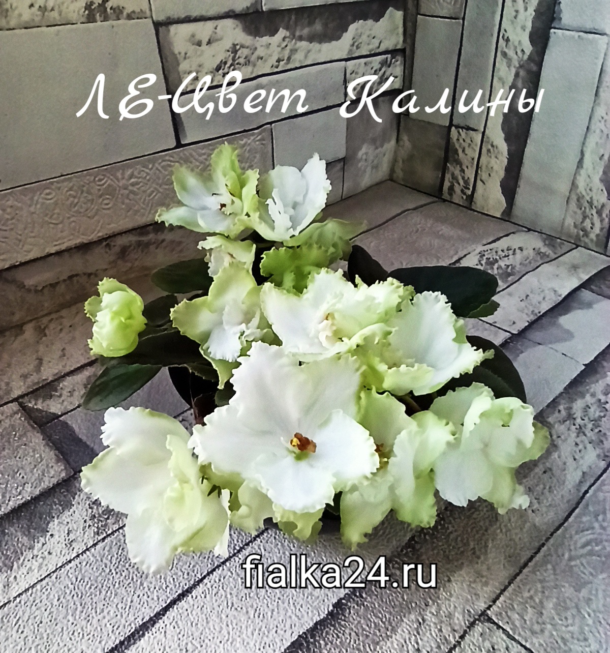 ЛЕ-Цвет Калины