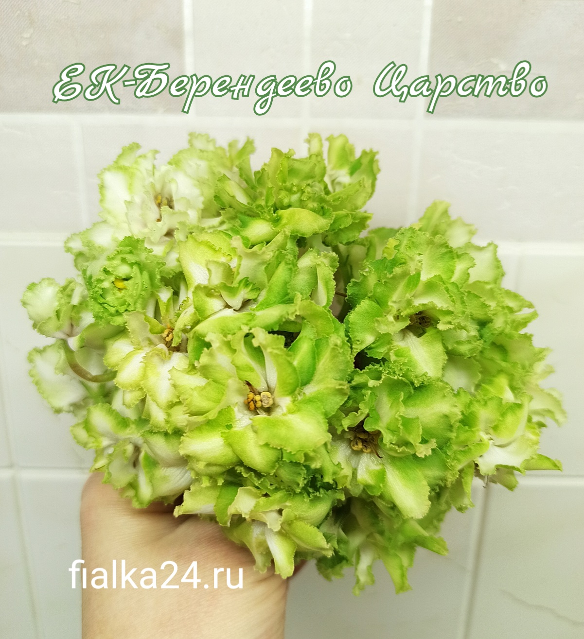 ЕК-Берендеево Царство