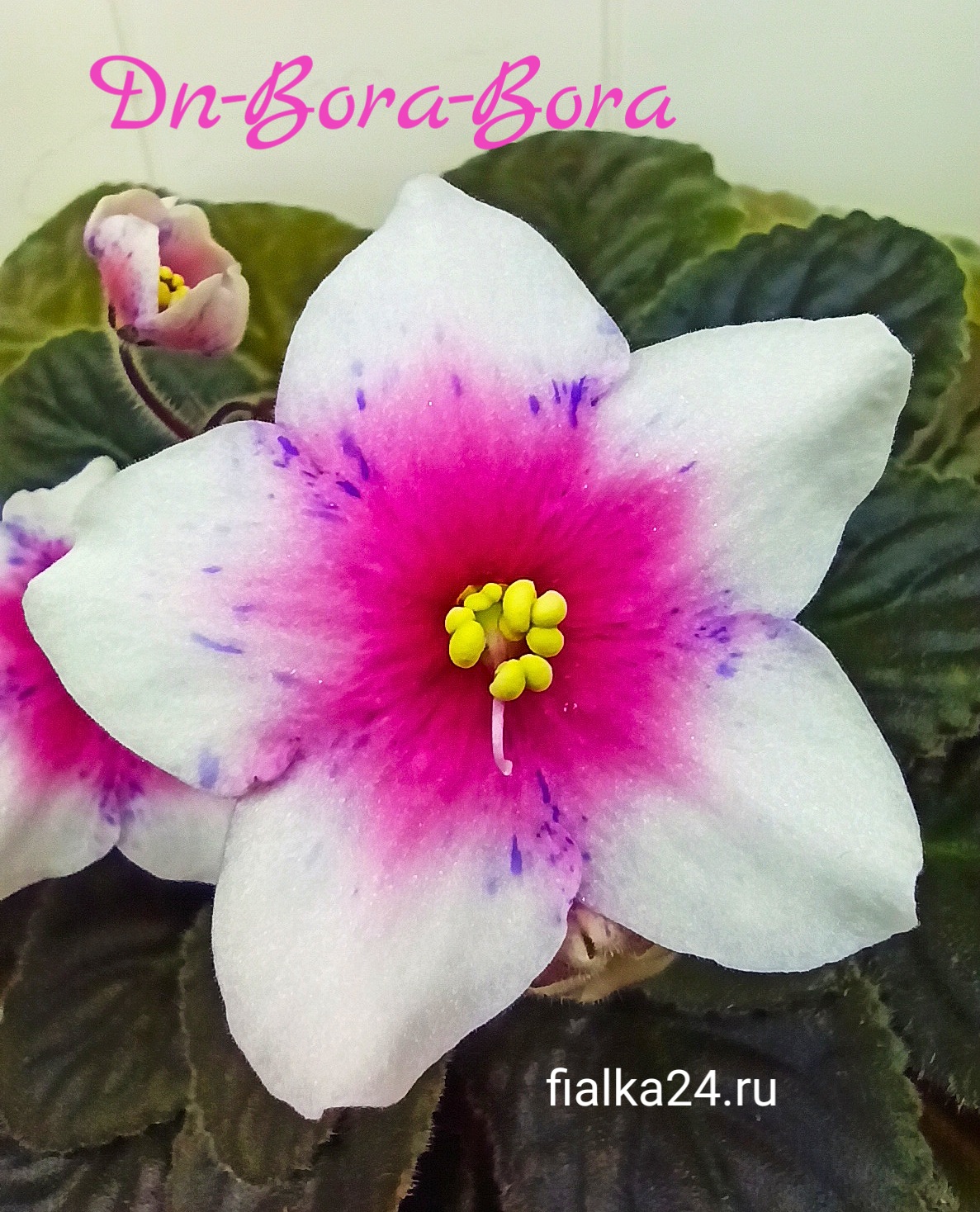 Dn-Bora-Bora