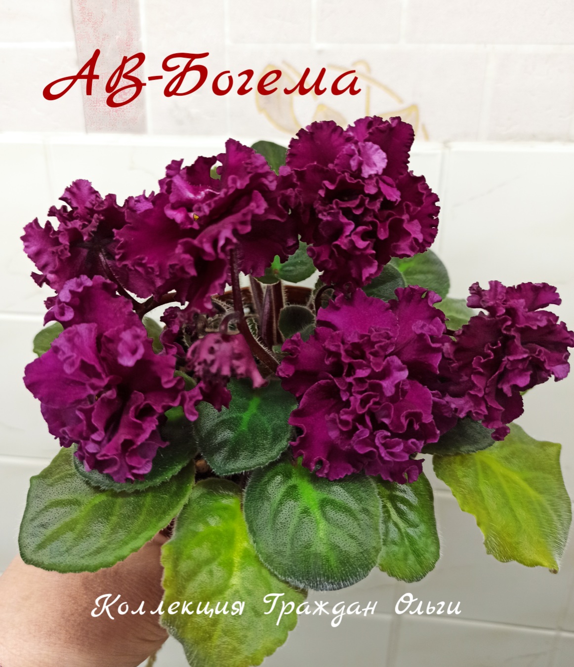 АВ-Богема