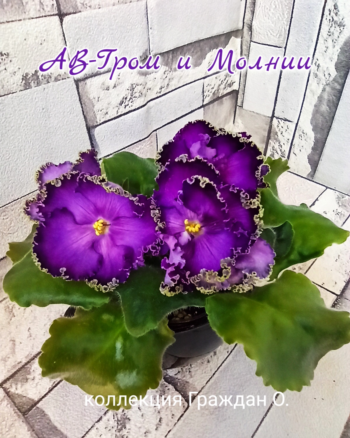 АВ-Гром и Молнии