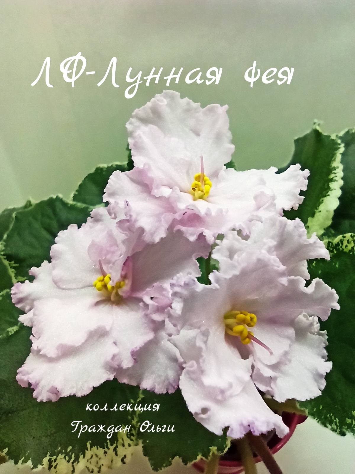 ЛФ-Лунная Фея 
