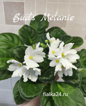 Bud's Melanie (B.Weber)