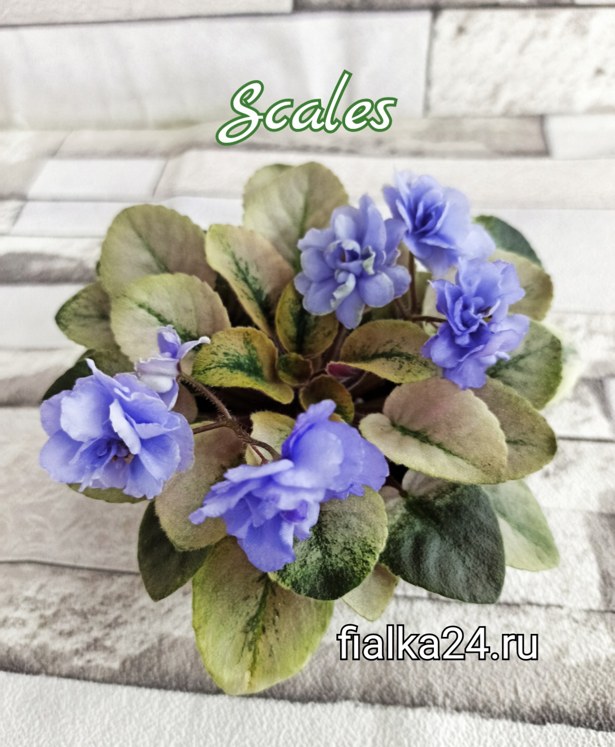 Scales