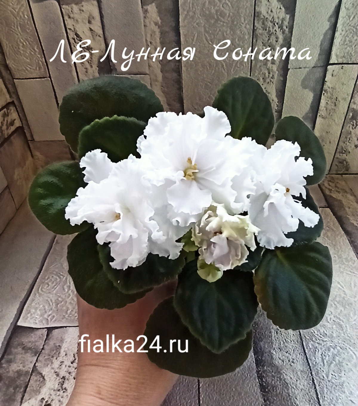 ЛЕ-Лунная Соната