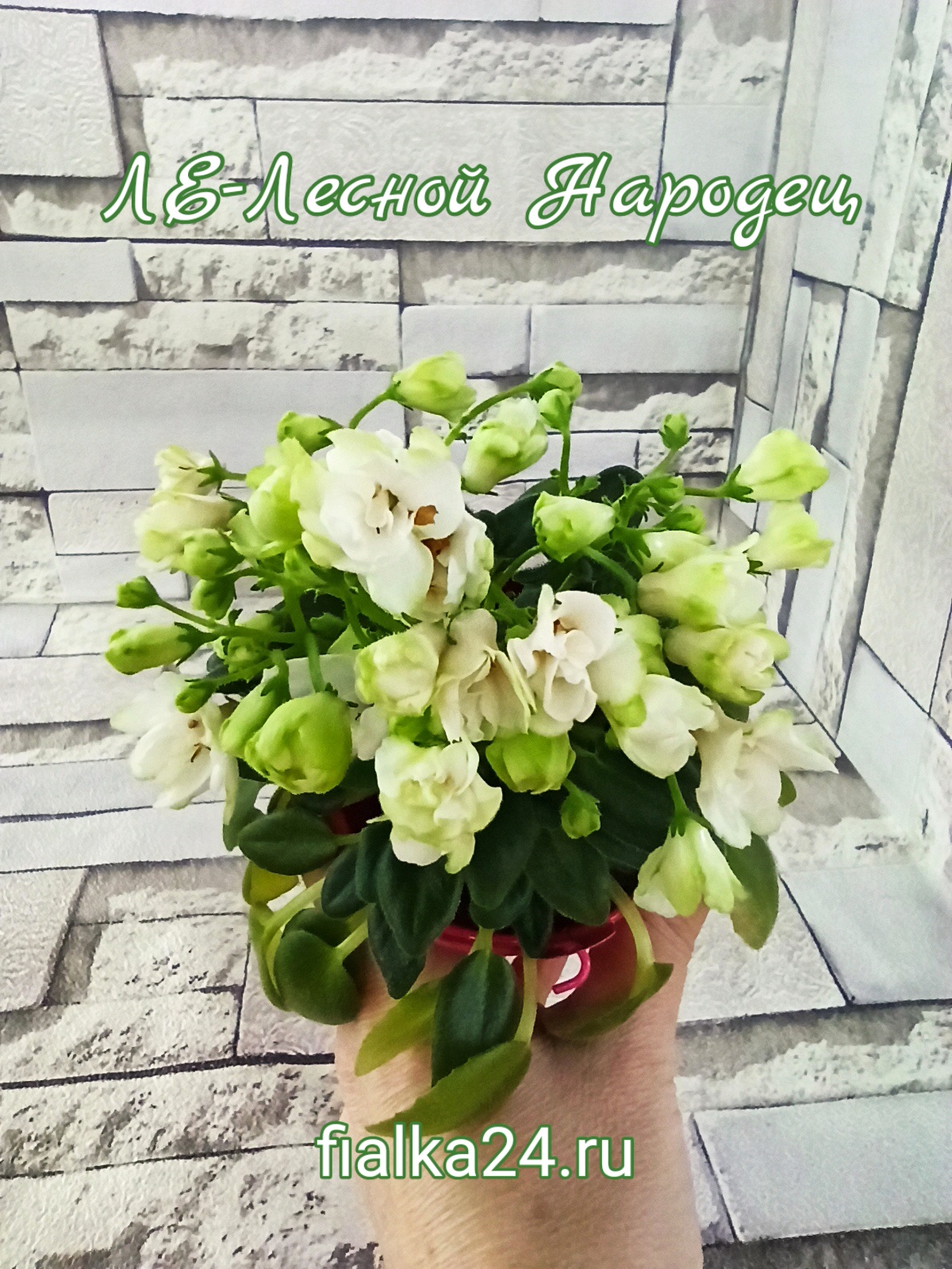 ЛЕ-Лесной Народец