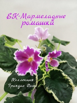 ЕК-Мармеладные ромашки