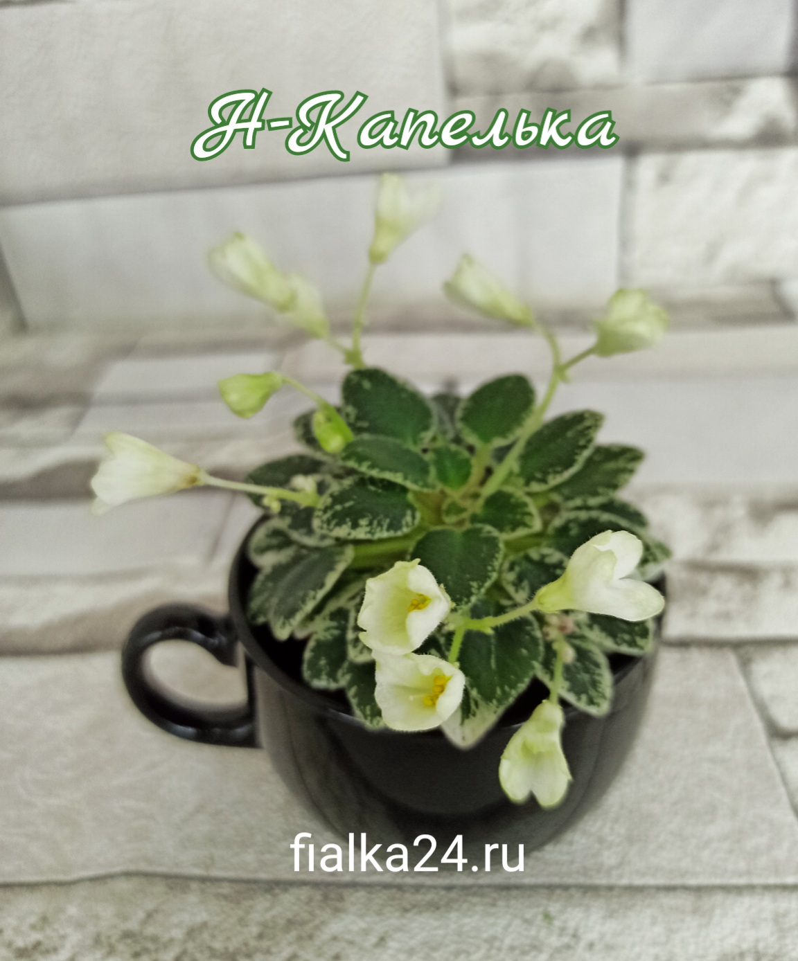 Н-Капелька