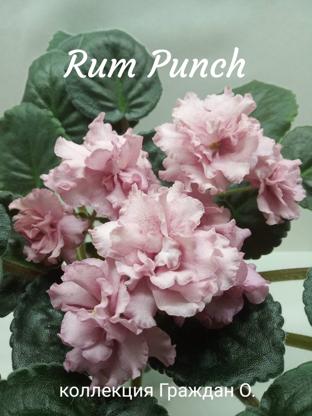 Rum Punch (Sorano)