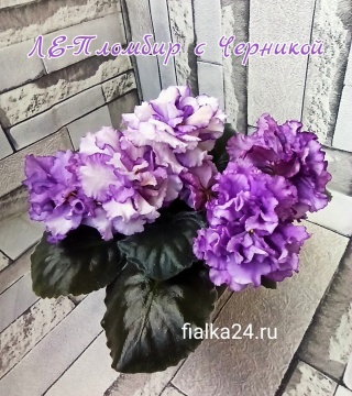 ЛЕ-Пломбир с Черникой