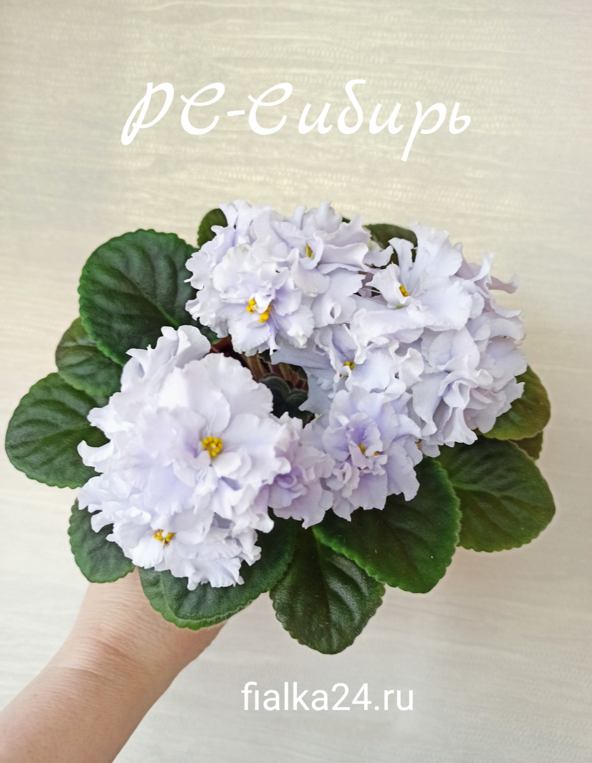 РС-Сибирь