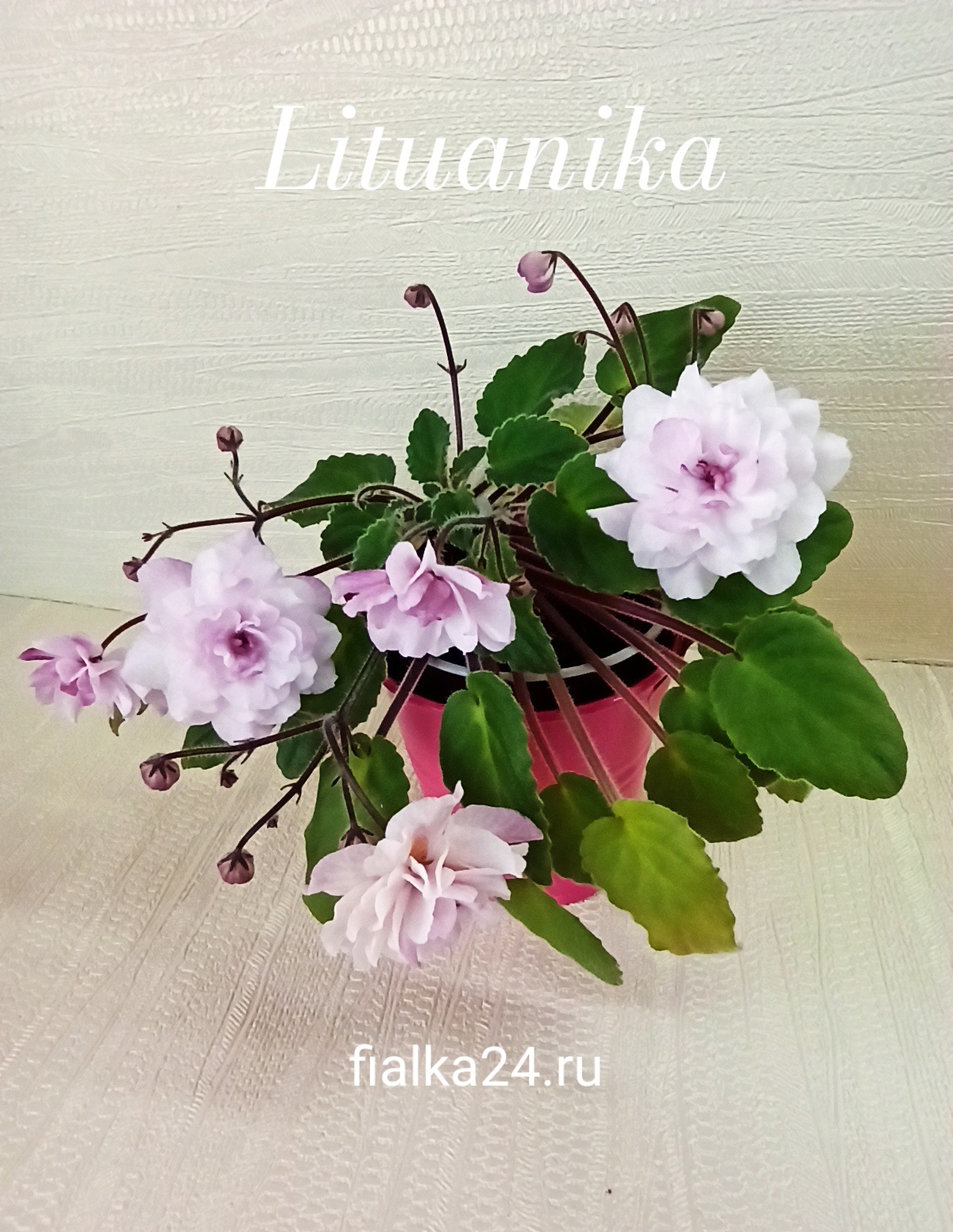 Литуаника (Ф.Бутене)