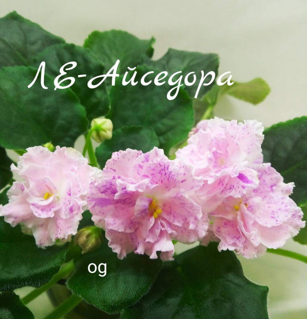 ЛЕ-Айседора