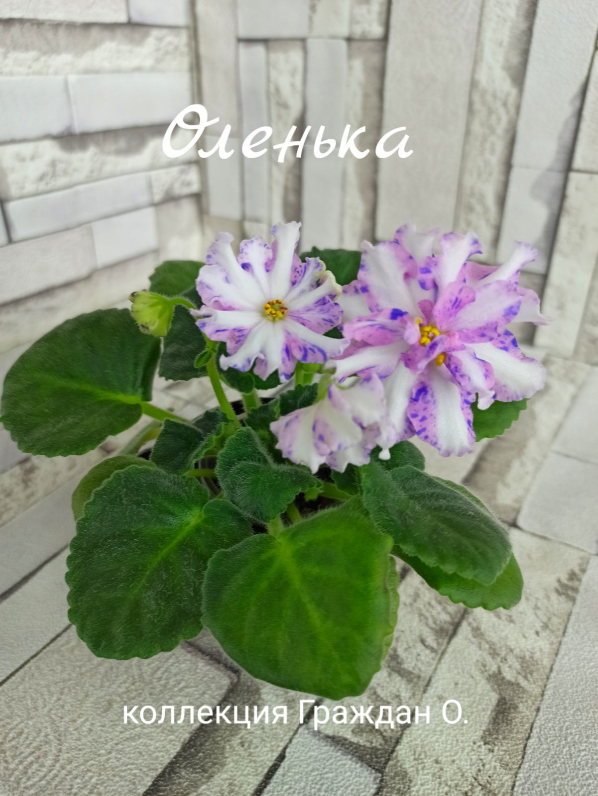 Оленька (Артемова/Андрусенко)