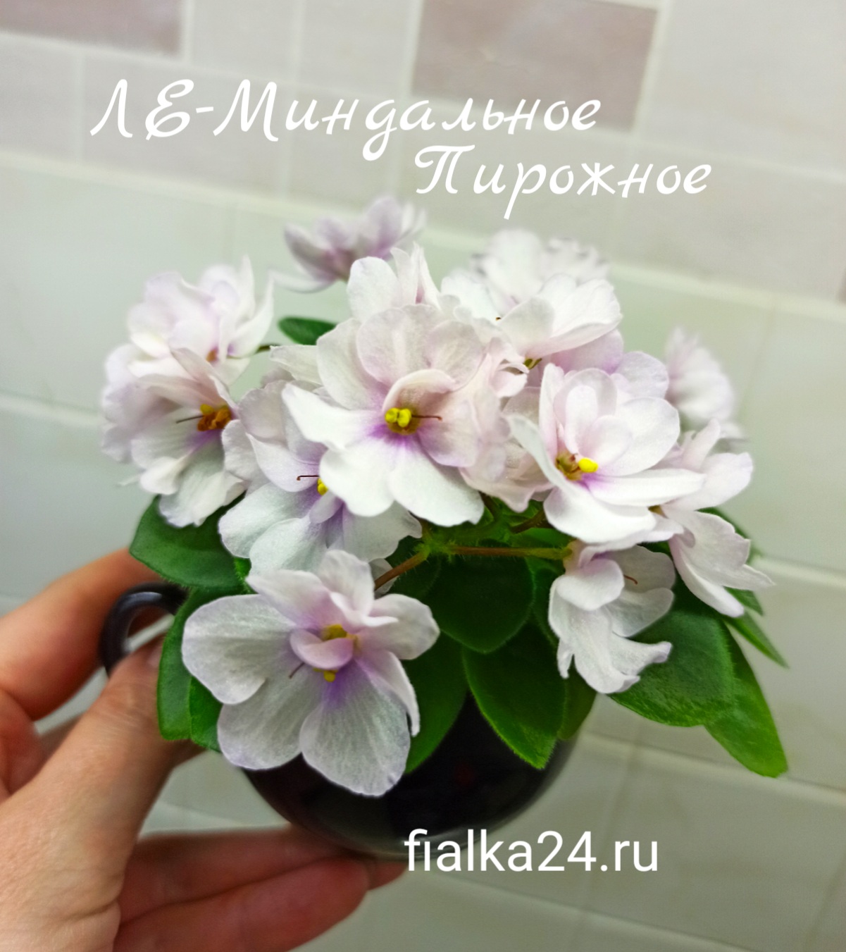 ЛЕ-Миндальное пирожное