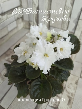 ЕК-Батистовые Кружева