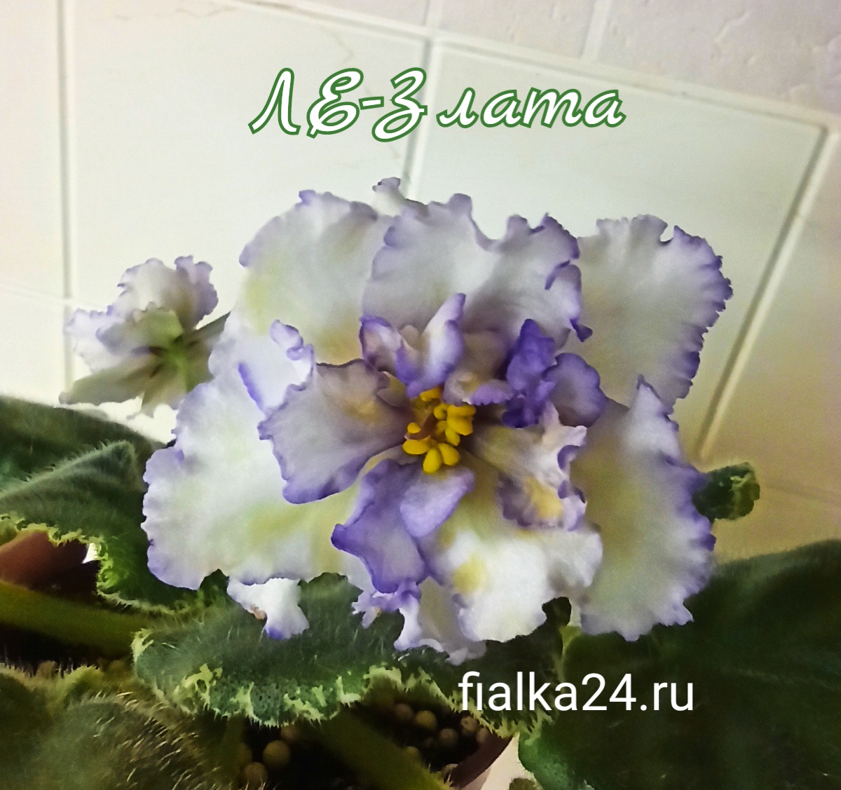 ЛЕ-Злата