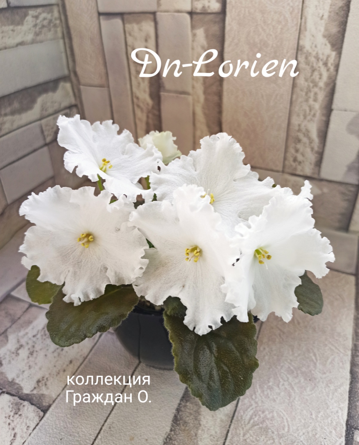 Dn-Lorien sp