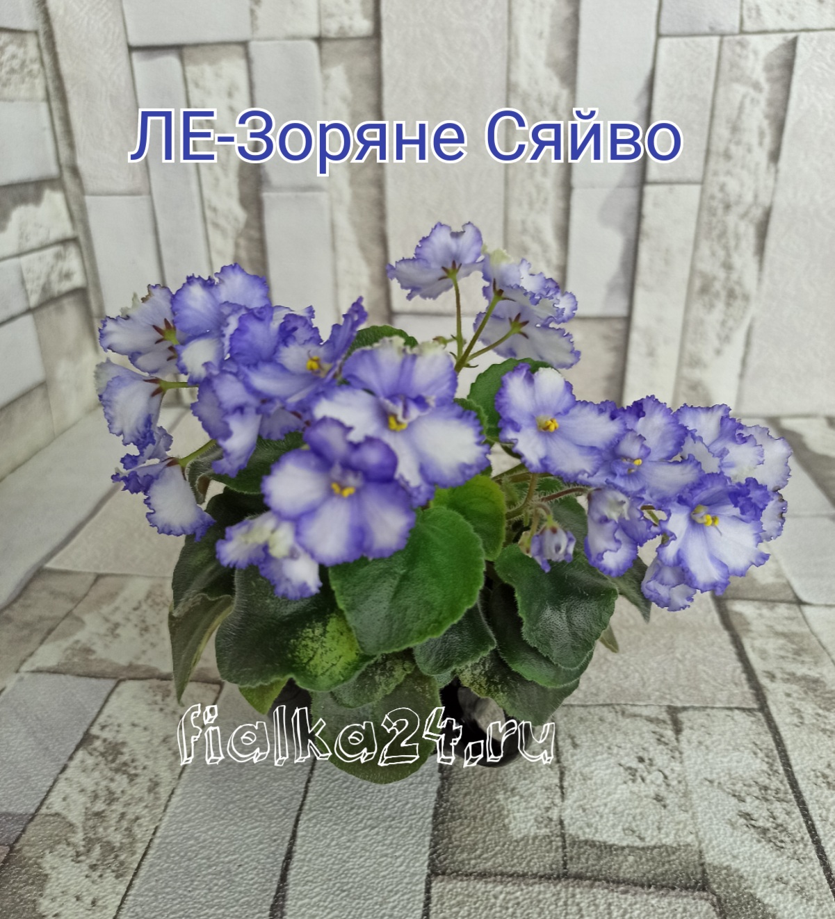 ЛЕ-Зоряне Сяйво