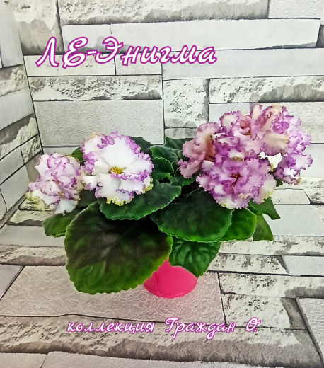 ЛЕ-Энигма 