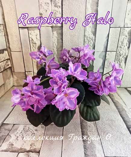 Raspberry Halo (Eyerdom)