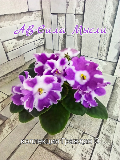 АВ-Сила Мысли