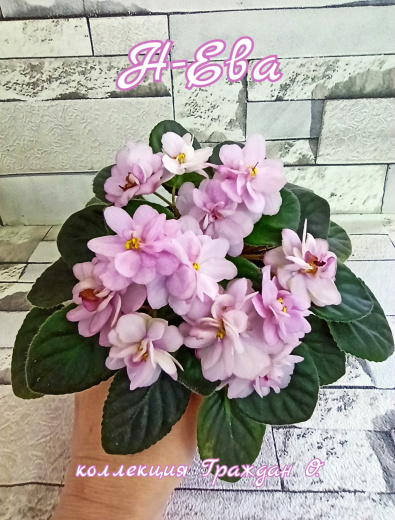 Н-Ева