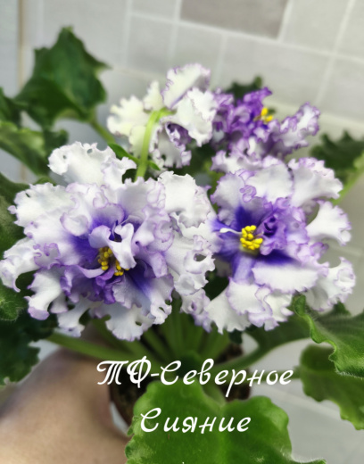 ТФ-Северное Сияние