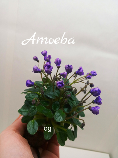 Amoeba (Murphy)