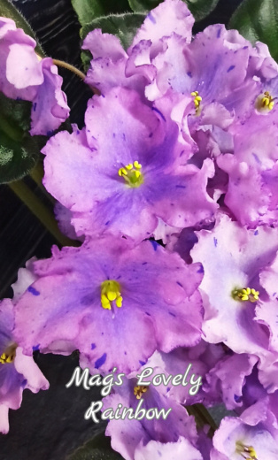 Mag's Lovely Rainbow (M.Farrand)