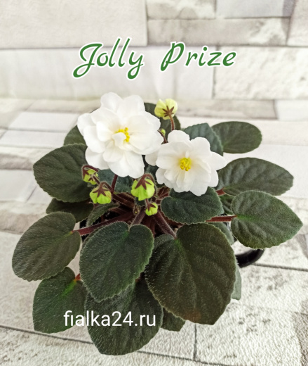 Jolly Prize (Pittman)