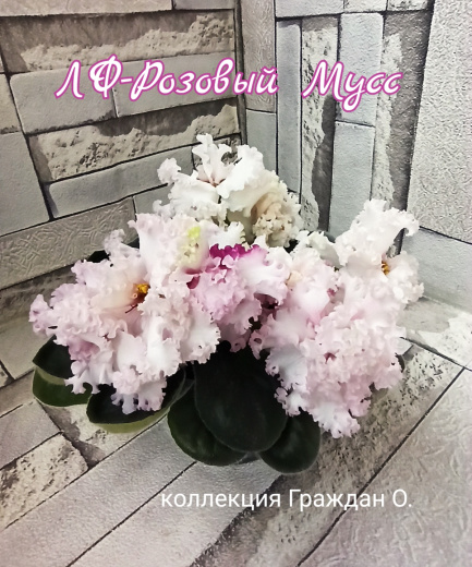 ЛФ-Розовый Мусс