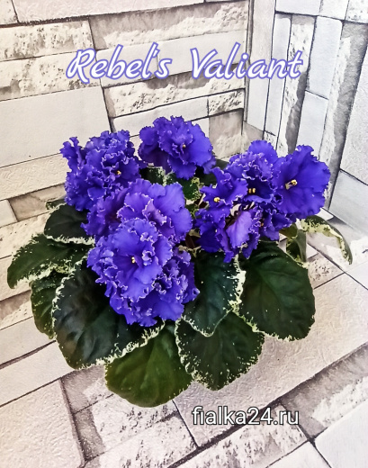 Rebel’s Valiant (Bann)