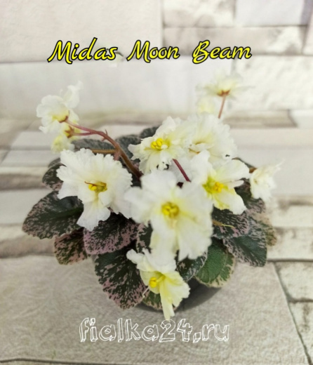 Midas Moon Beam (Pittman)