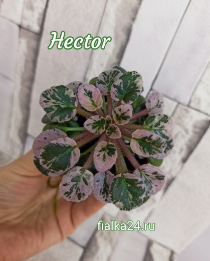 Hector (Pittman)