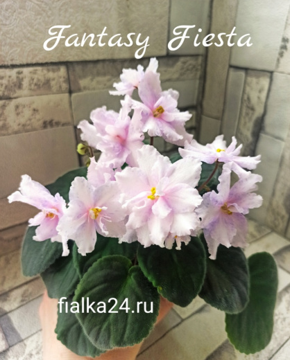 Fantasy Fiesta (J.Eyerdom)