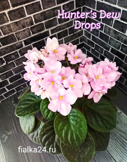 Hunter's Dew Drops (Muzalewski)