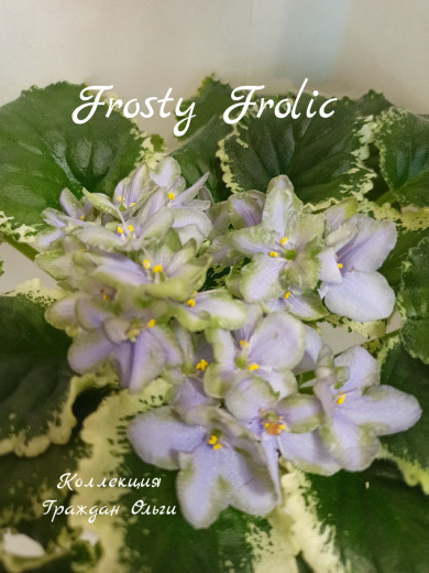 Frosty Frolic (Lyon)