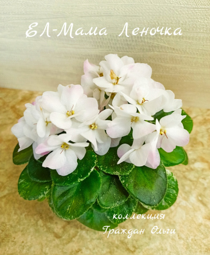 ЕЛ-Мама Леночка