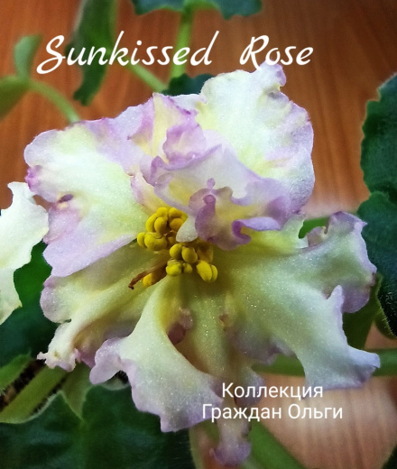 Sunkissed Rose (LLG/Herringshaw)