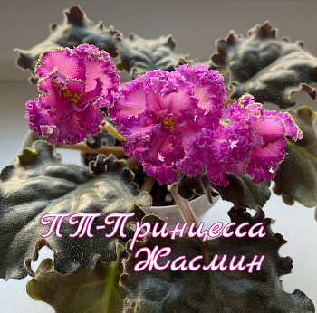 ПТ-Принцесса Жасмин
