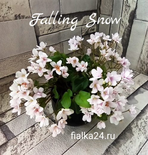 Falling Snow (P.Tracey)
