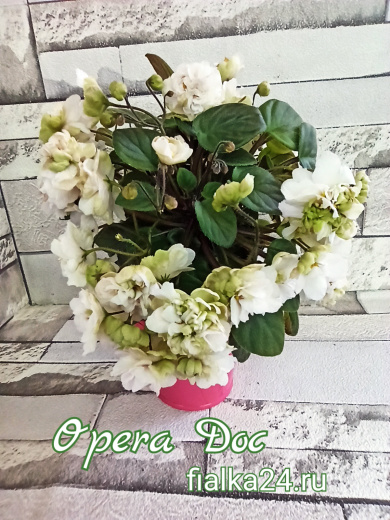 Opera Doc (McGaha)