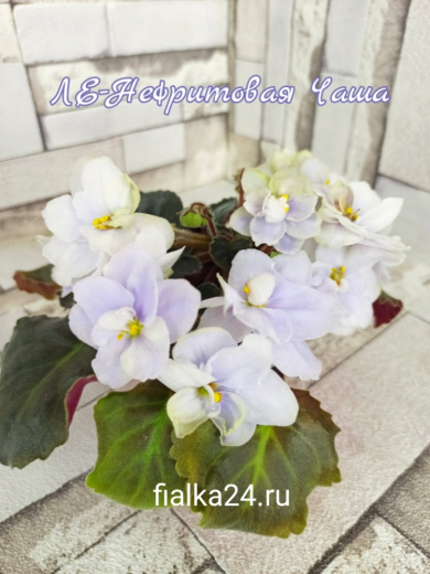 ЛЕ-Нефритовая Чаша