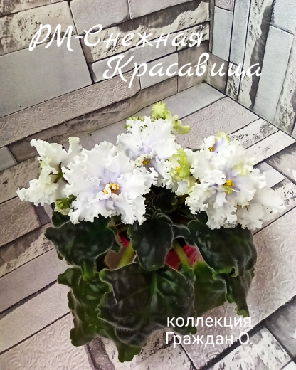 РМ-Снежная Красавица