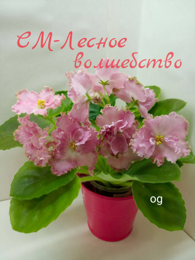 СМ-Лесное волшебство